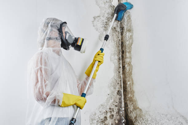 Campbellsville, KY Mold Removal Company