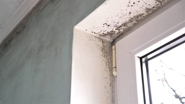 Best Fast Mold Removal  in Campbellsville, KY