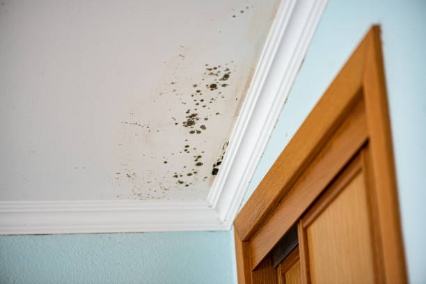 Best Mold Remediation  in Campbellsville, KY