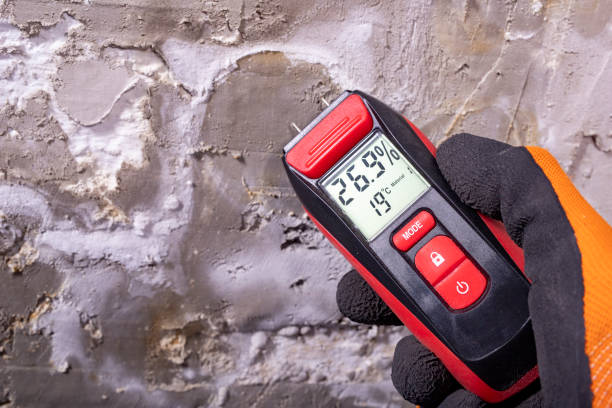 Best Attic Mold Removal  in Campbellsville, KY