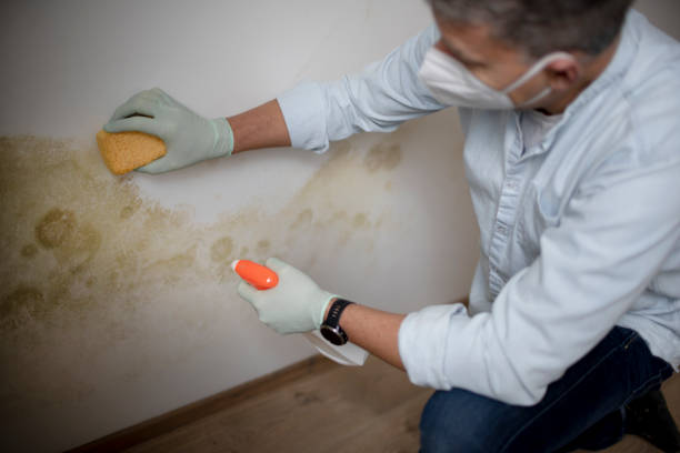 Best Office Mold Removal Services  in Campbellsville, KY
