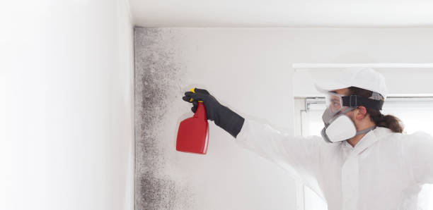 Best Affordable Mold Removal  in Campbellsville, KY
