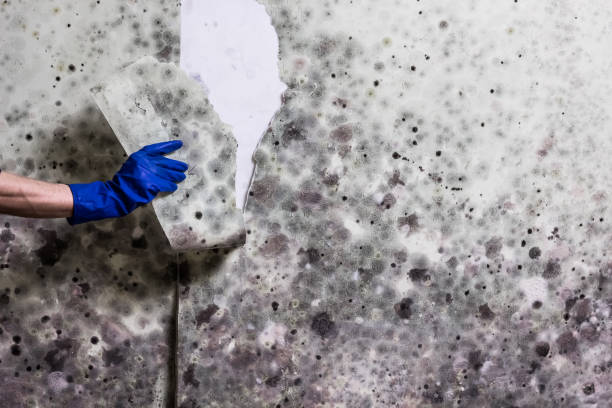 Best Mold Cleaning Services  in Campbellsville, KY